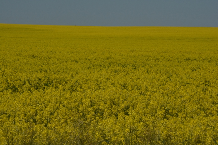 mustard fields
